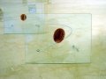 "H.S.L. (detalle placas-de-protopintura)"